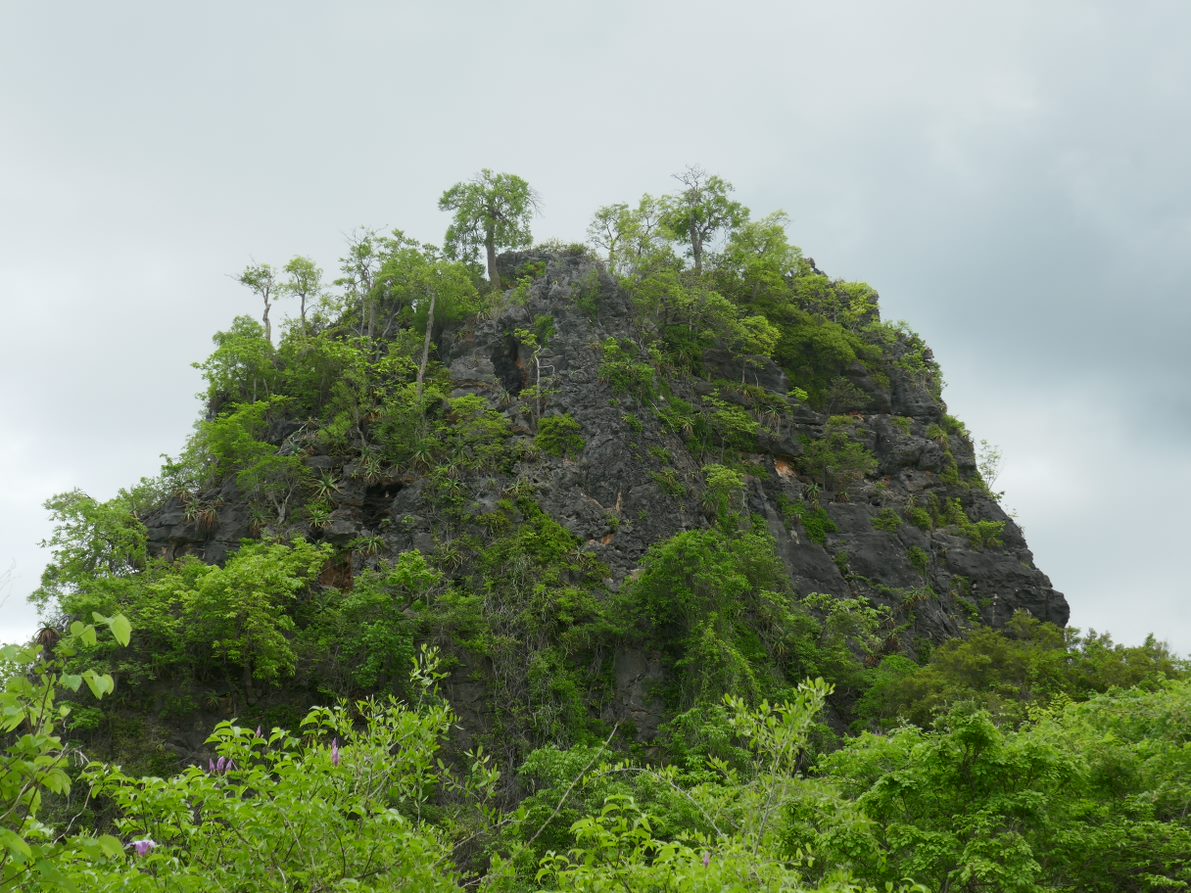 A limestone outcrop with trees and shrubs growing on it and trees in the foreground.
